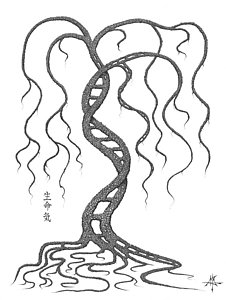 226x300 Bonsai Tree Drawings Fine Art America