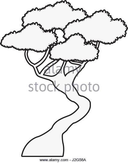 425x540 Bonsai Tree Silhouette Black And White Stock Photos Amp Images