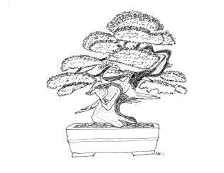 315x244 Brandywine Bonsai Society