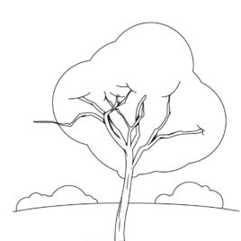 268x268 Bonsai Tree Coloring Page Kids Drawing And Coloring Pages
