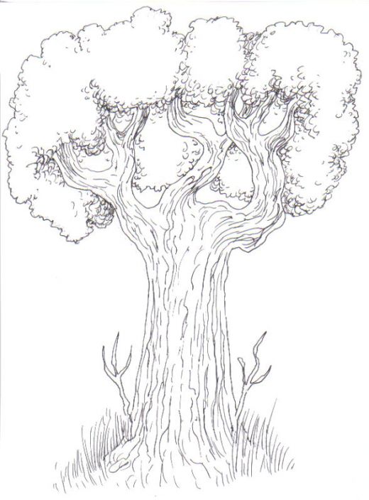 520x704 Drawing Trees How To Draw A Tree Step By Step Drawing Trees