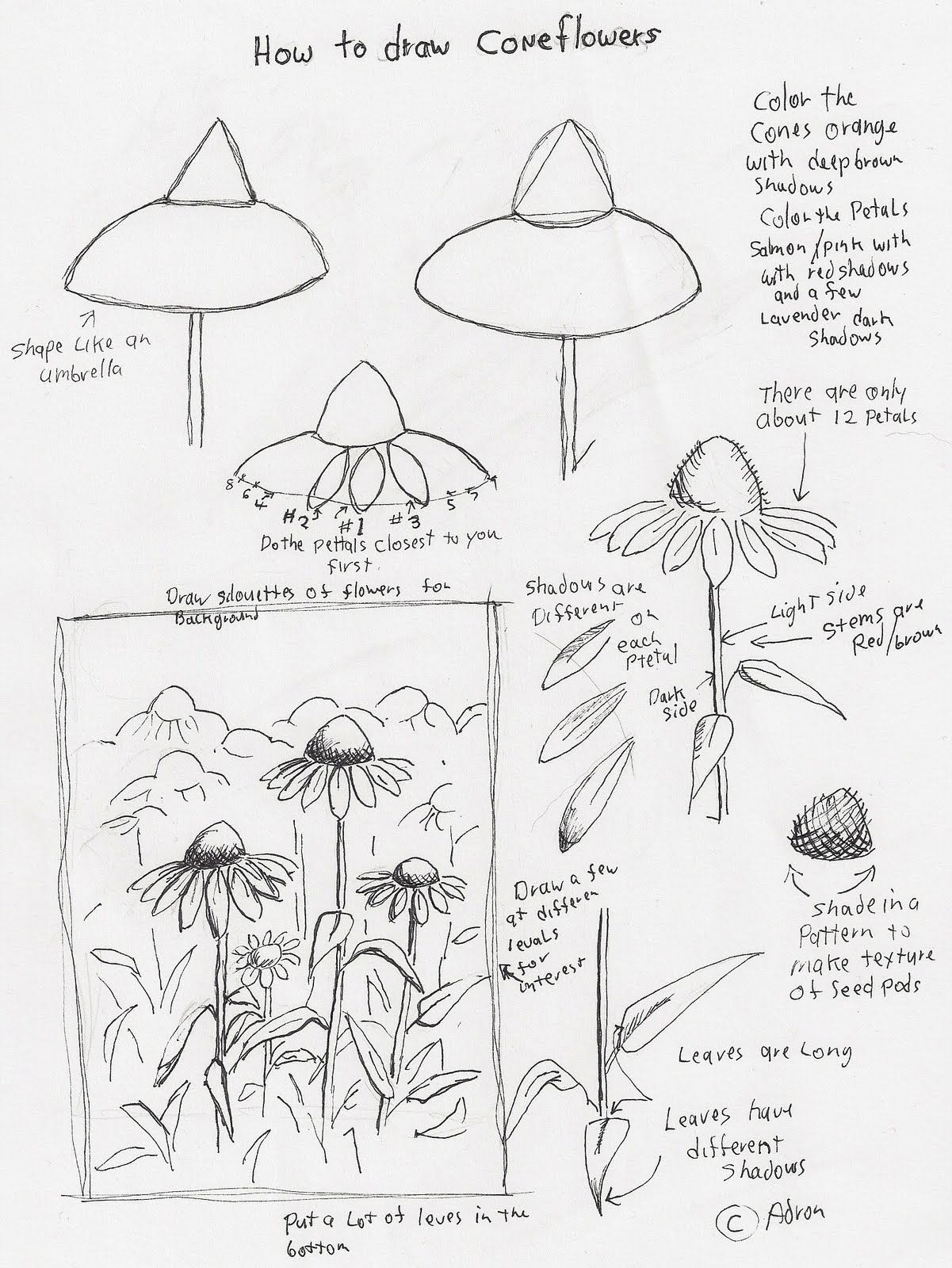 1201x1600 Adron's Art Lesson Plans How To Draw Cone Flowers Art Lesson