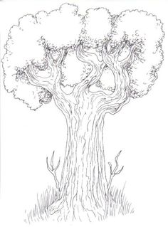 236x319 Tree Drawing With Branches Tree Drawing With Branches How