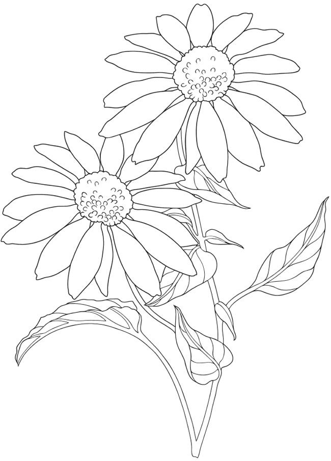 650x905 192 Best How To Draw Images On Fungi, Mushrooms