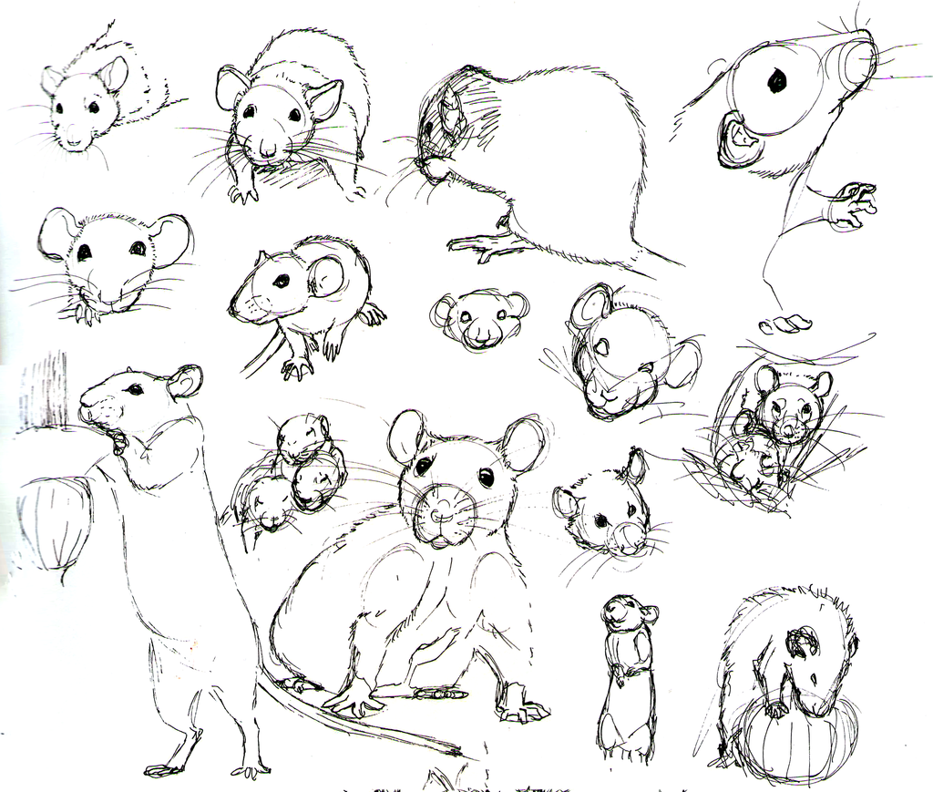 1024x869 Rat Practice 10 By Never On @ Draw
