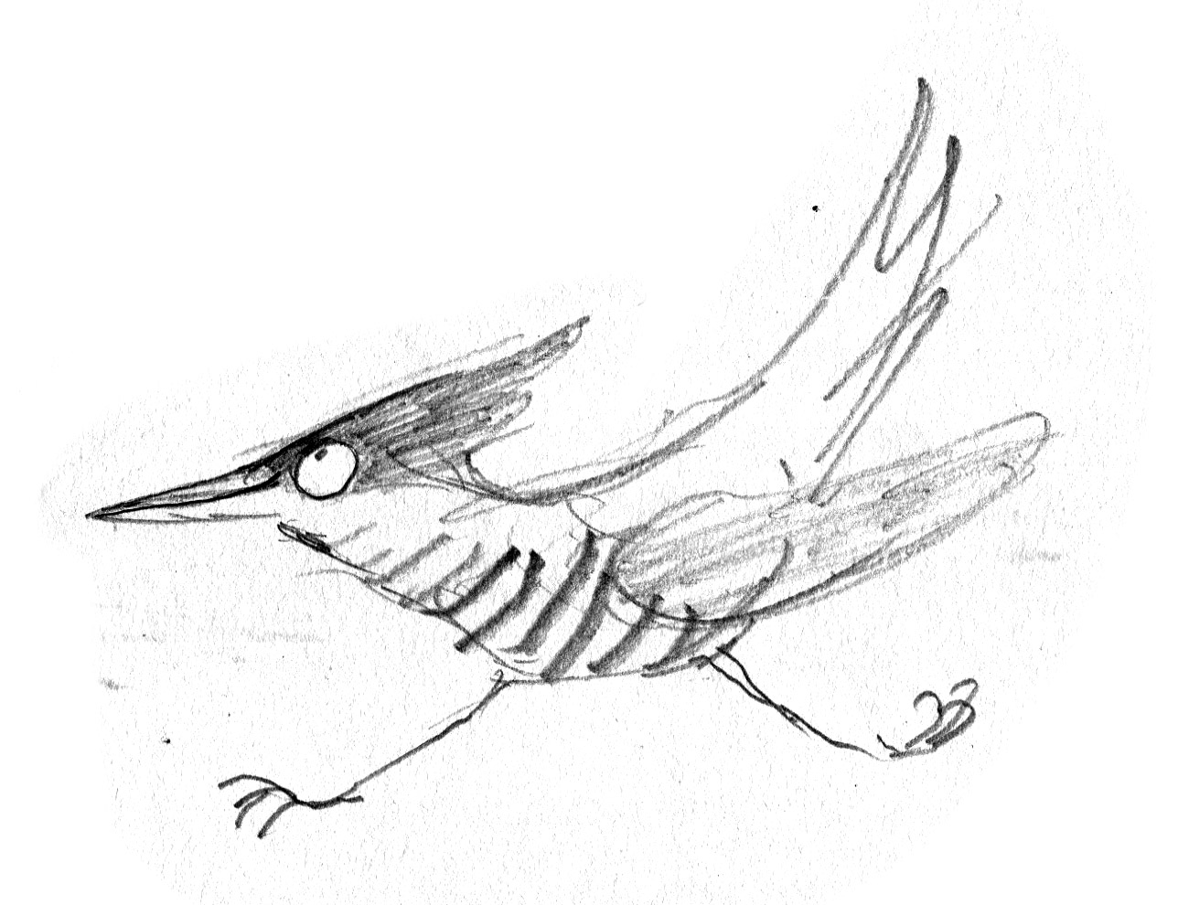 1288x990 Drawing Endpapers