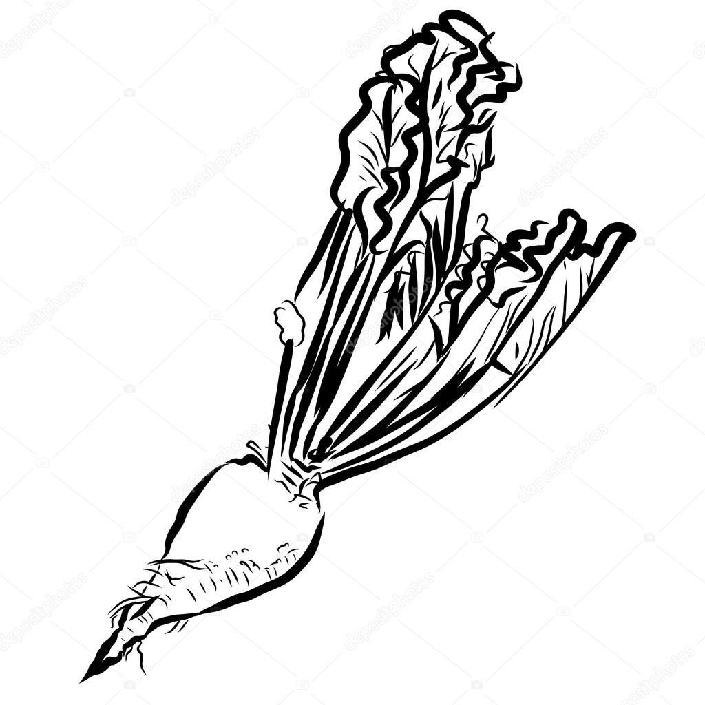 1024x1024 Sugar Beet Sketch Vegetables Outline Vector Artwork Stock Vector