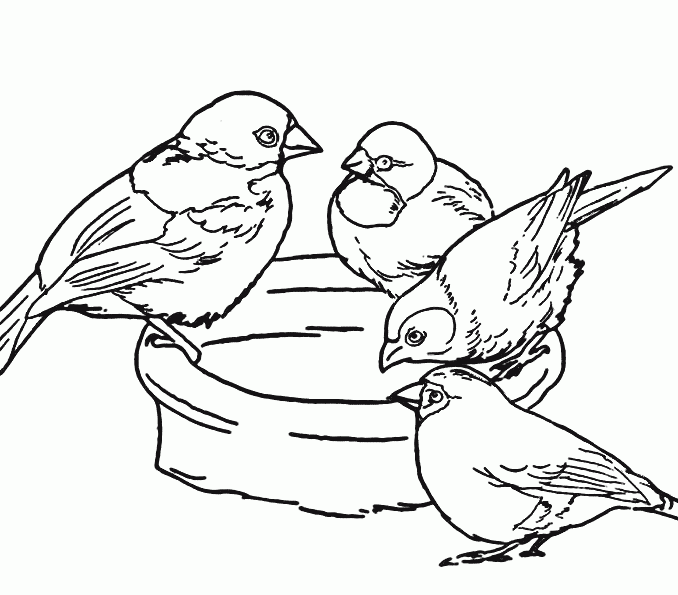 678x595 Pictures To Colour Modest Design Pictures Of Birds To Color Colour