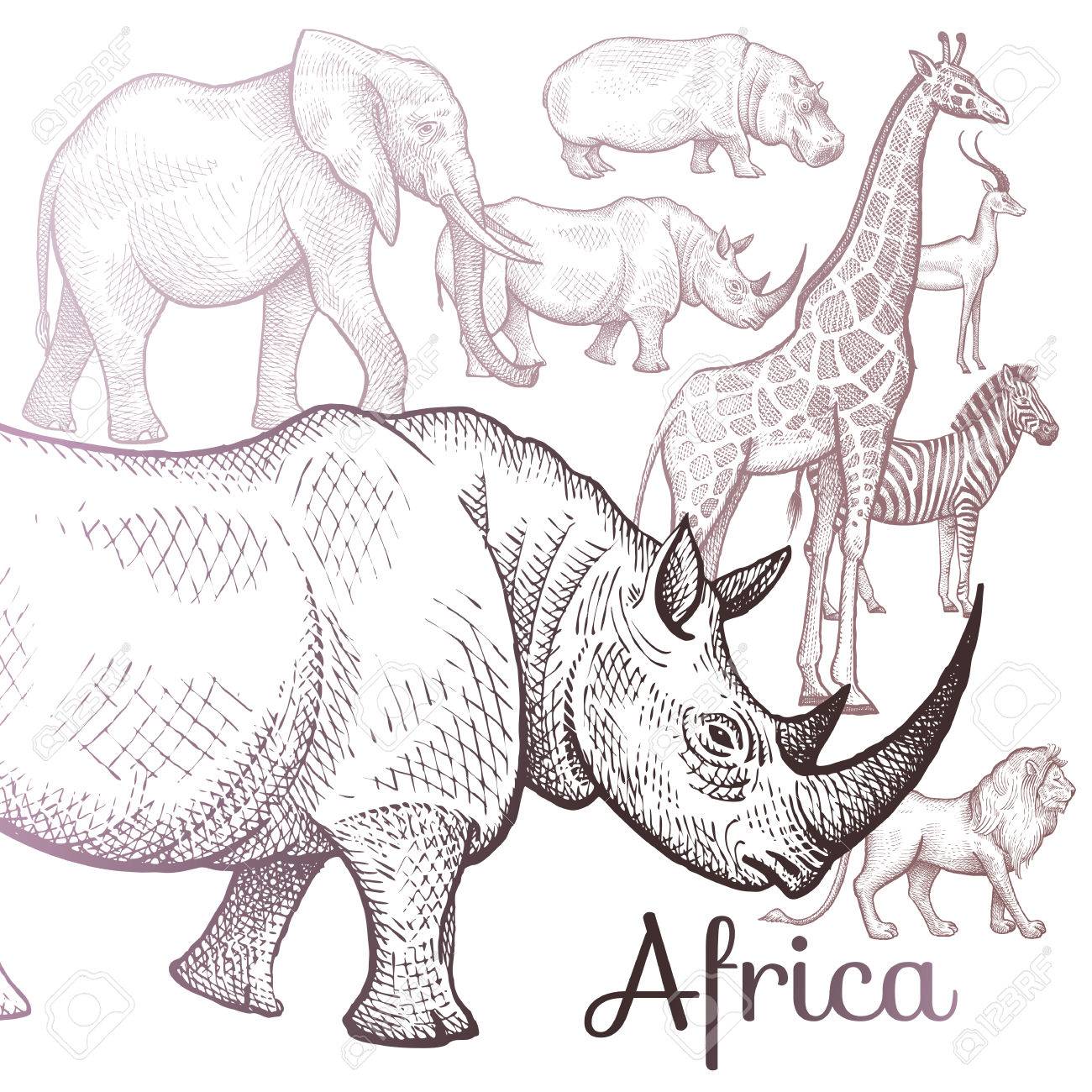 1300x1300 Poster African Animals. Vector Illustration For Book Covers