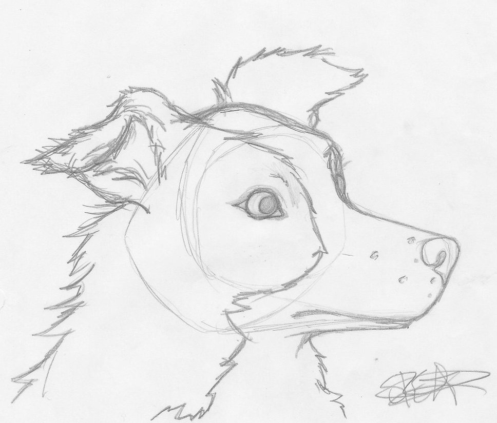 968x825 Border Collie By Nightshadow Horus