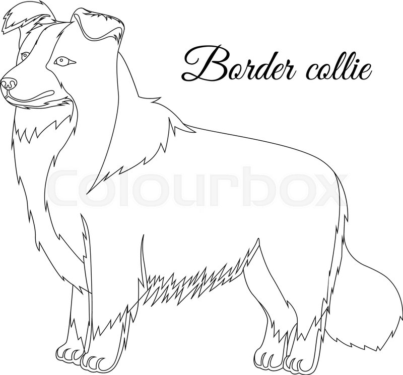 800x746 Border Collie Dog Vector Illustration Stock Vector Colourbox