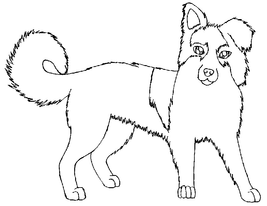 853x658 Old Border Collie By X Nightwish X