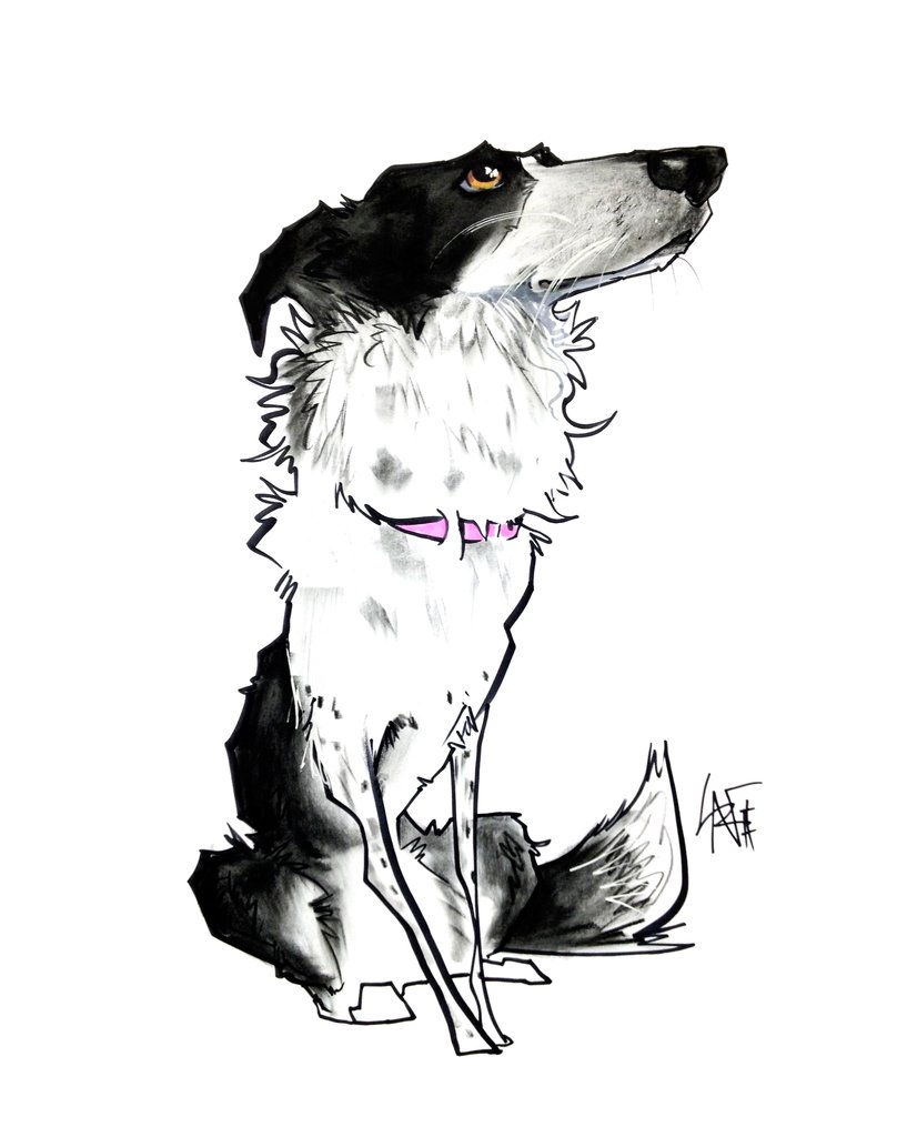 808x1024 Pet Portrait Spotlight Border Collie