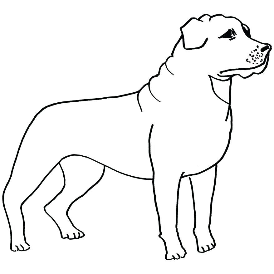 878x878 Border Collie Coloring Pages