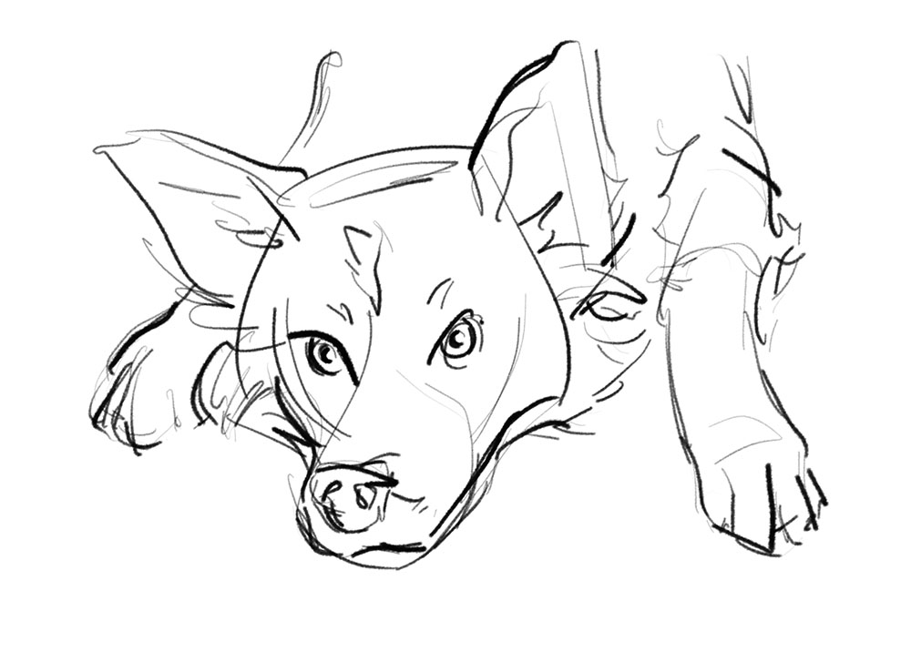 1000x716 Border Collie Aj Aiken