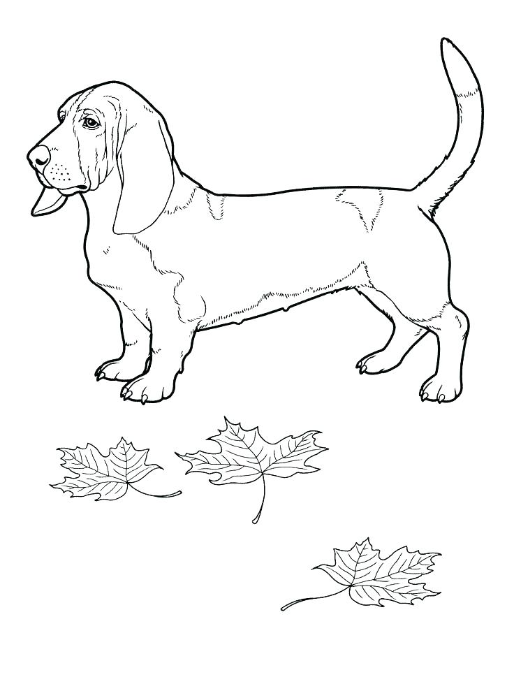 736x989 Border Collie Coloring Pages X X X A A Previous Image Wallpaper