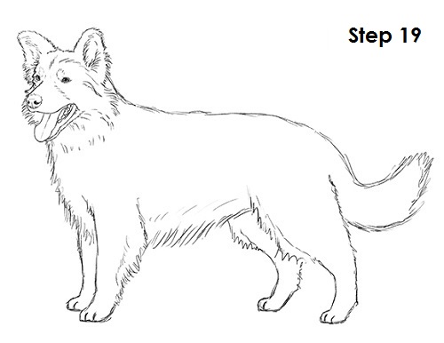 500x386 How To Draw A Border Collie