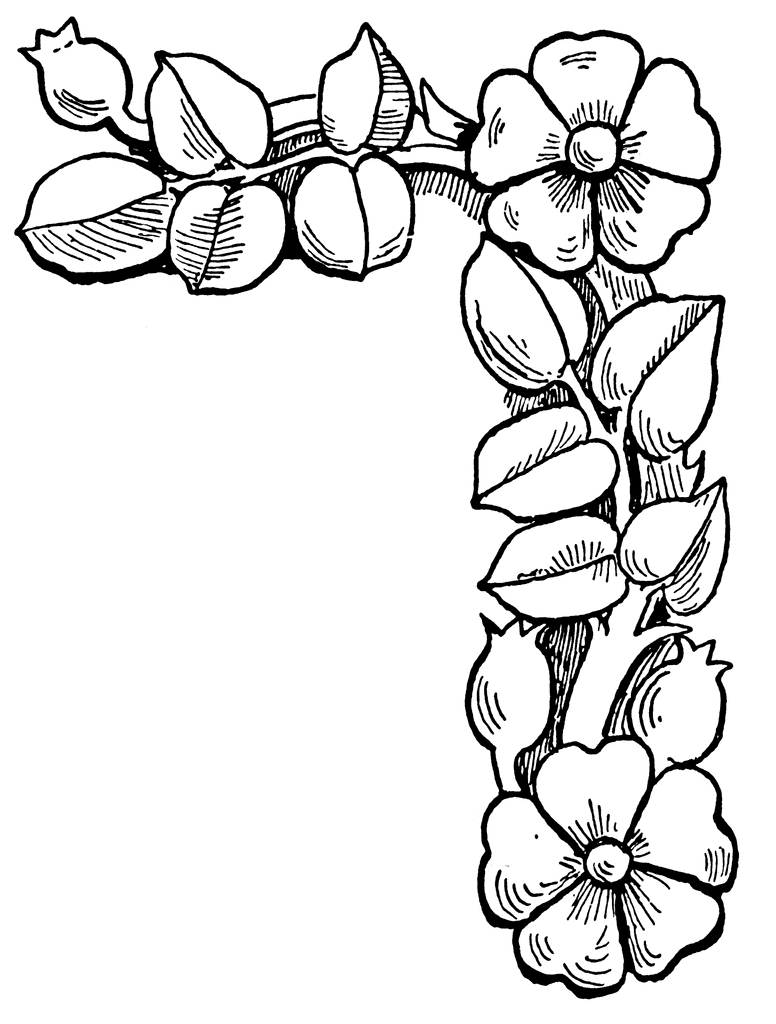 776x1024 How Draw A Rose Border How