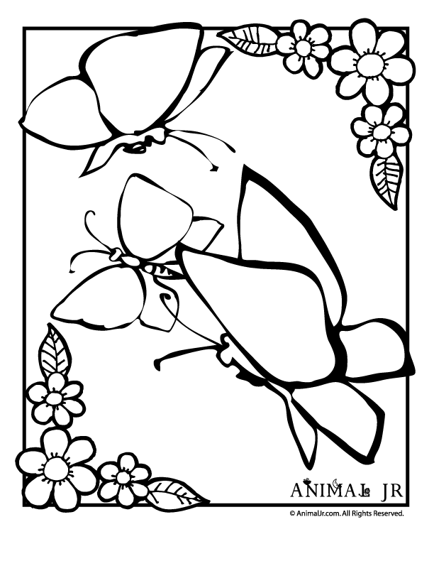 612x790 Butterfly Coloring Page With Flower Border Animal Jr.