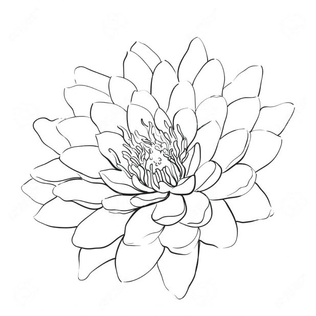 618x618 Coloring Pages Extraordinary Outline Of Flowers. Outline Flowers