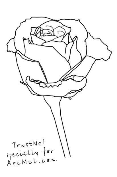 411x620 How Draw A Rose Step 5 Art Beluga Whale, How