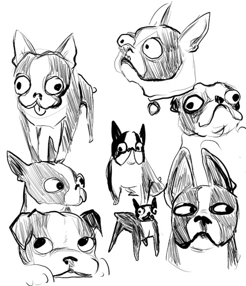 500x582 Boston Terrier Drawing Tumblr