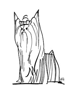 245x300 Yorkshire Terrier Drawings Fine Art America