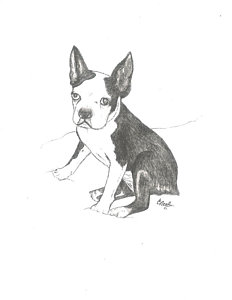 232x300 Boston Terrier Drawings