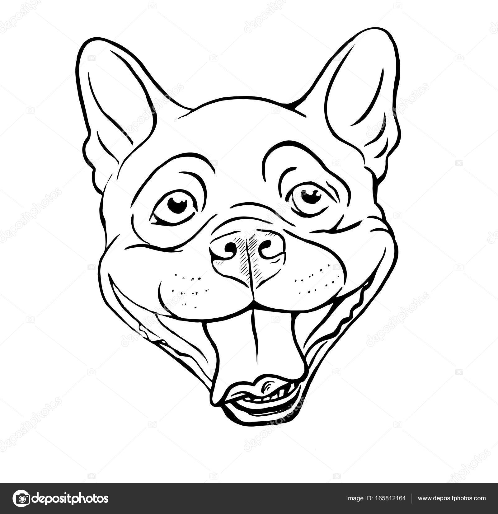 Boston Terrier Drawing at GetDrawings | Free download