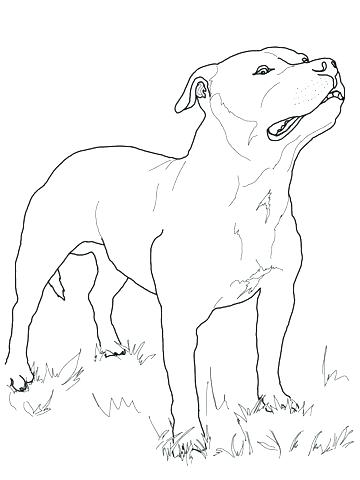 360x480 Amazing Boston Terrier Coloring Page And Terrier Coloring Page