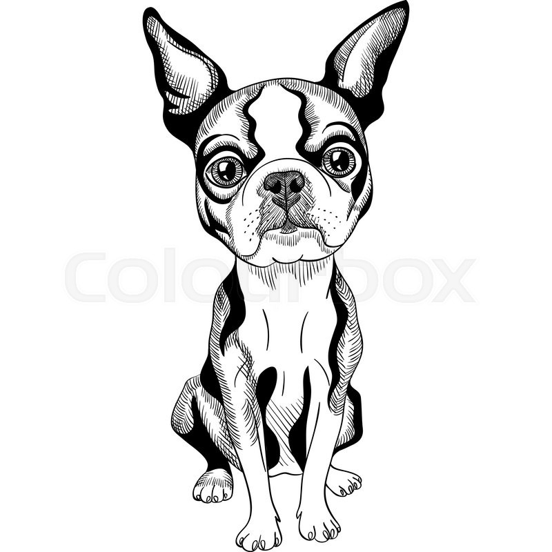 800x800 Black And White Serious Dog Boston Terrier Breed Sitting Stock