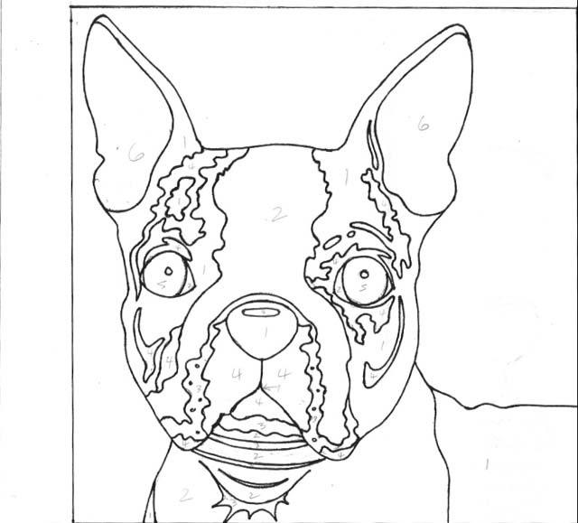 640x579 Boston Terrier