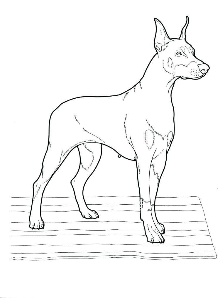 750x1012 Boston Terrier Coloring Page Together With Terrier Dog Coloring