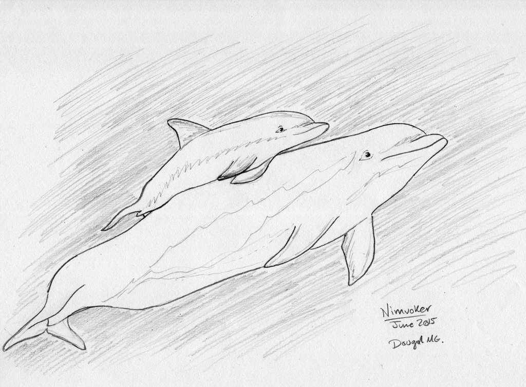 1024x753 Mama And Baby Dolphin Sketch