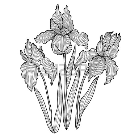 450x450 Elegant Decorative Bougainvillea Flowers, Design Element. Floral