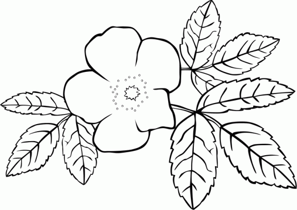 590x418 Flower Coloring Pages For Kids
