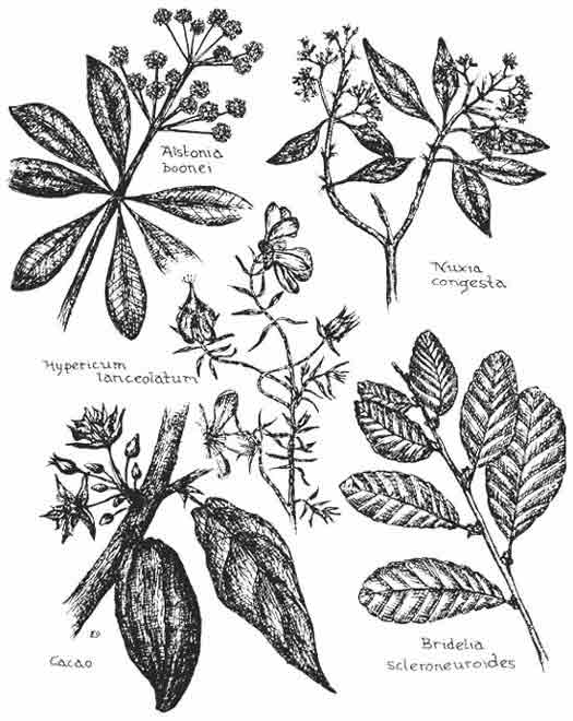 525x660 Raising Seedlings Of Tropical Trees