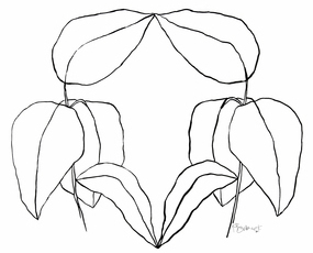 285x230 Rubber Fig Ink Drawing By Kate Roebuck Artfully Walls