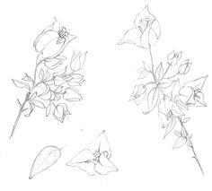 236x213 Vector Graphic Drawing Of A Flower Of Bougainvillea, Engraving