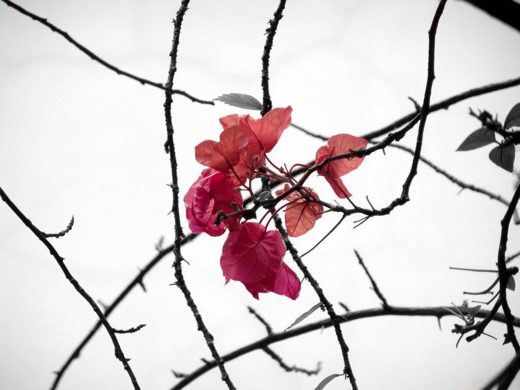 1024x768 Bougainvillea Speetabilis By Mikaagain