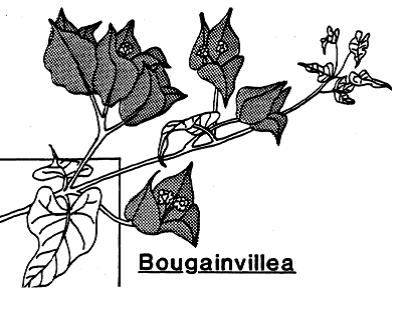 408x310 Bouganvilla
