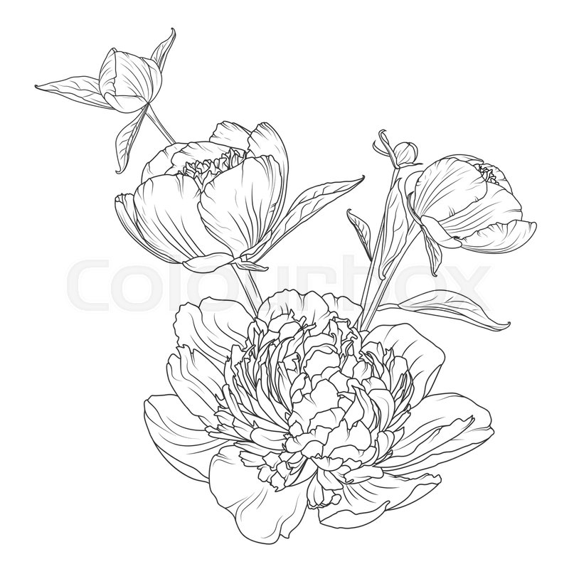 800x800 Peony Rose Flowers Bouquet Composition. Detailed Realistic Outline