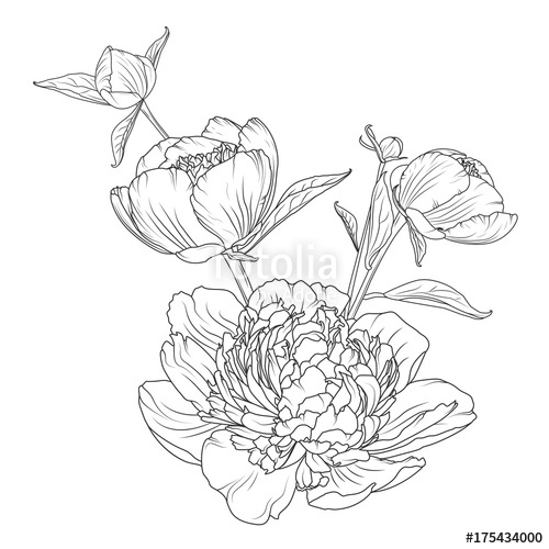 500x500 Peony Rose Flowers Bouquet Composition. Detailed Realistic Outline