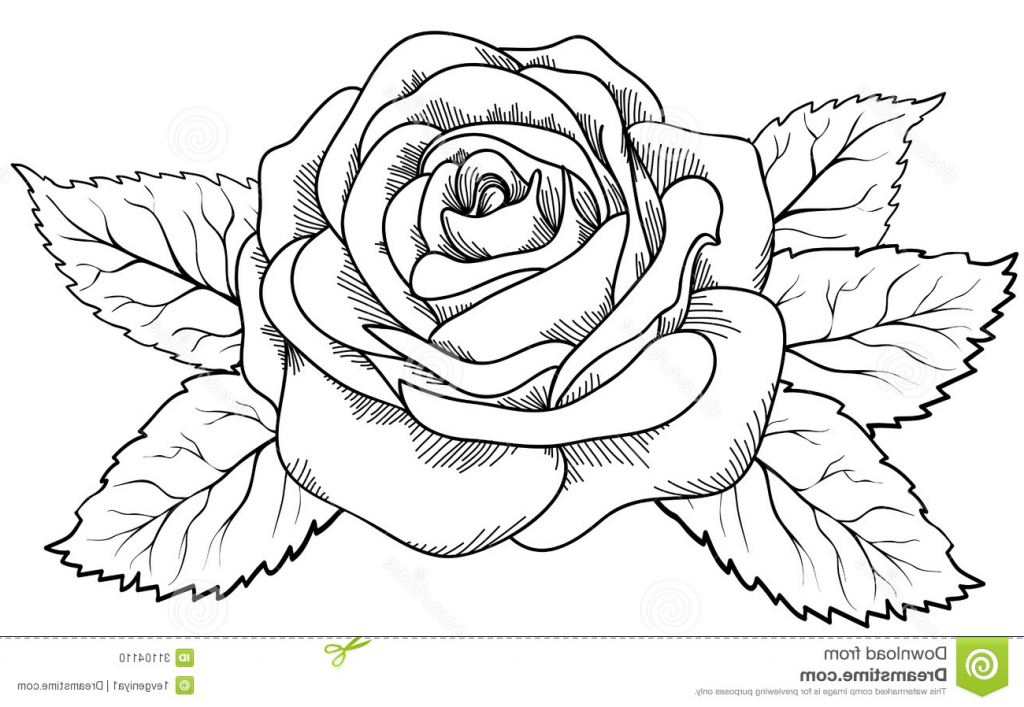 1024x707 Pictures Black Rose Flower Drawing,