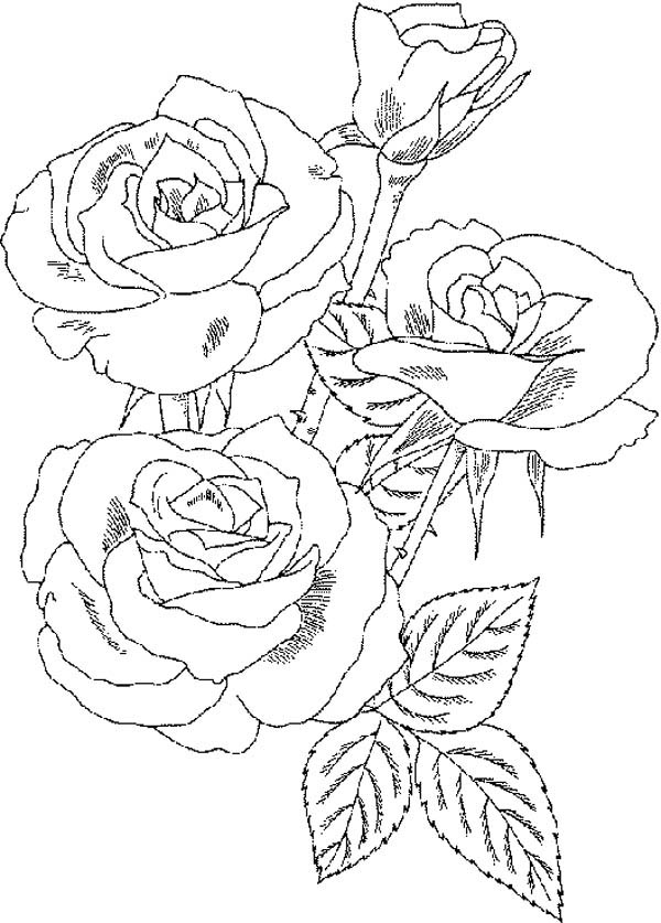 600x837 Roses Flower Bouquet Coloring Page Color Luna