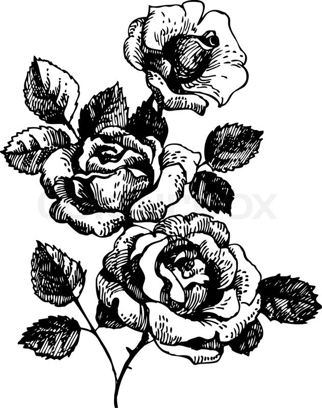 632x800 Roses Hand Drawn Illustration Of Bouquet Of Rose Flowers Stock