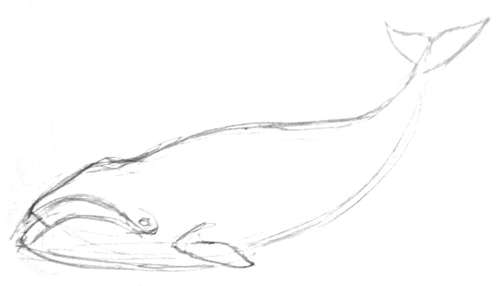 500x286 How To Draw A Bowhead Whale