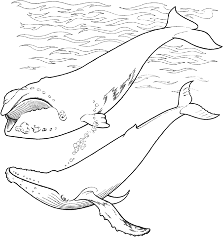 452x480 Right Whale And Humpback Whale In The Ocean Coloring Page Free