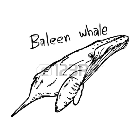 450x450 71 Greenland Whale Cliparts, Stock Vector And Royalty Free