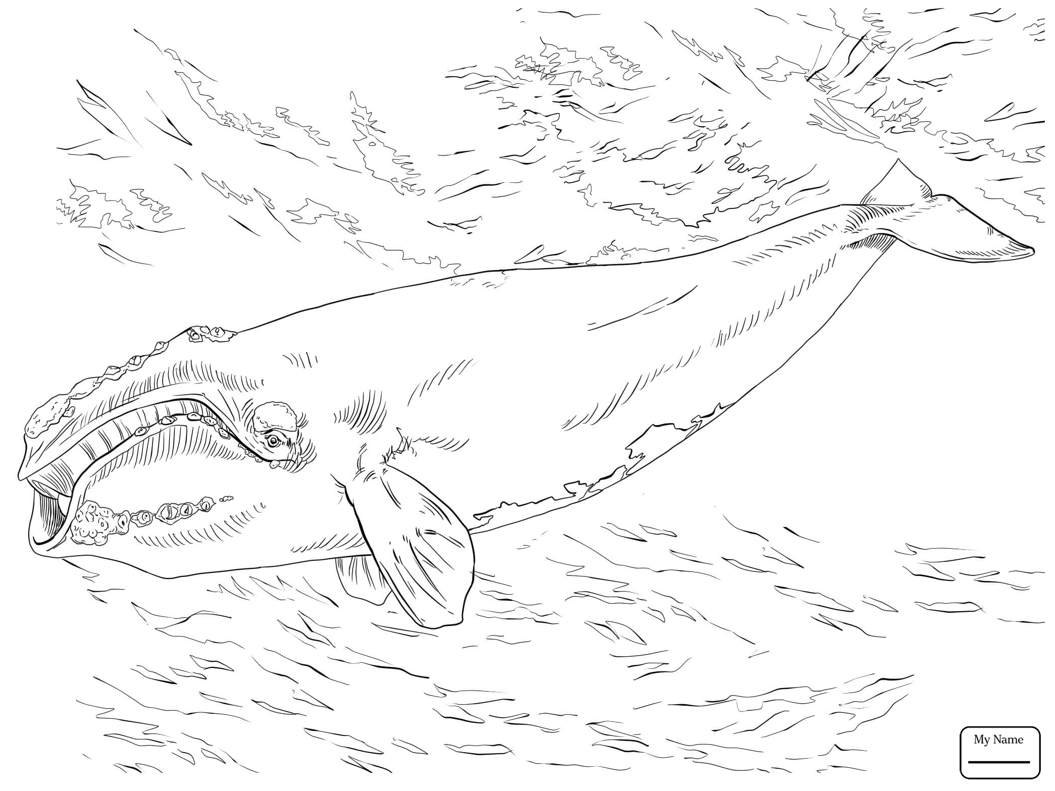 2089x1567 Coloring Pages Bowhead Whale Mammals Right Whales